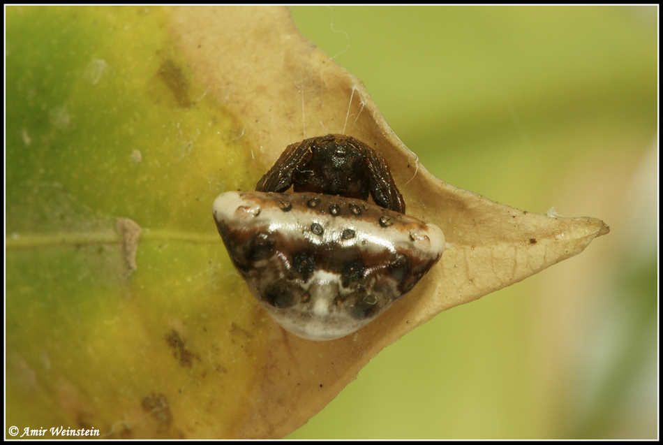 Araneae d''Israele - Cyrtarachne ixoides